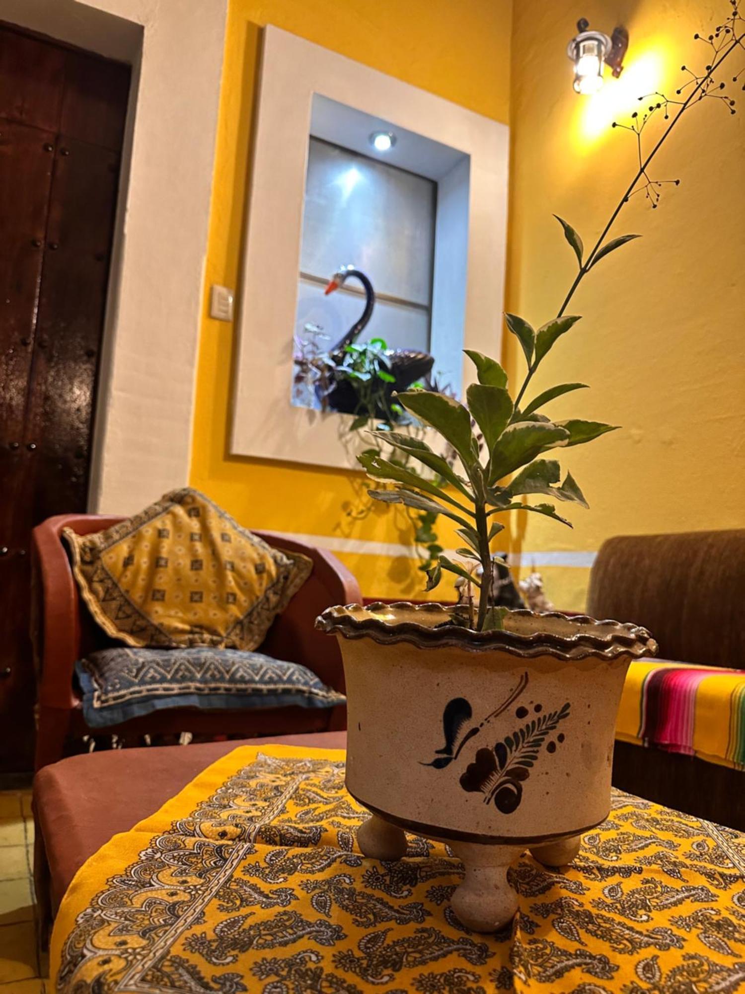 Copa De Oro Hotel Boutique Mascota Εξωτερικό φωτογραφία