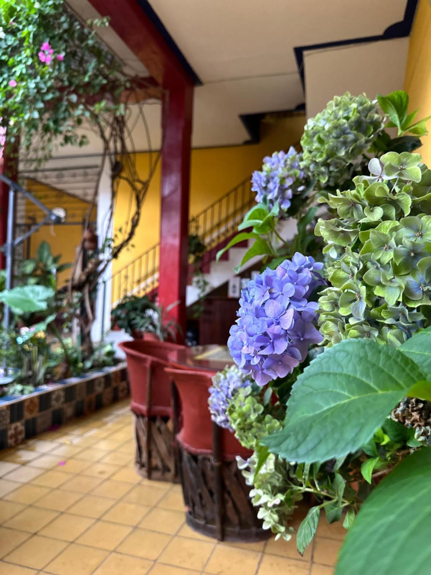 Copa De Oro Hotel Boutique Mascota Εξωτερικό φωτογραφία